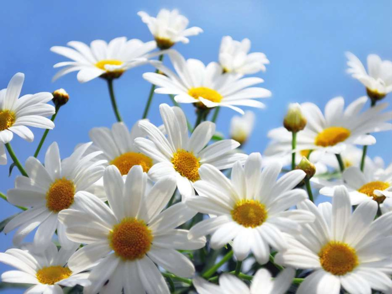 Татьяна Суханова | Березовка