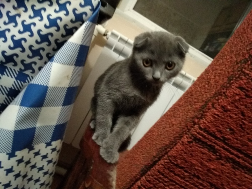 Юлия Коломиец |