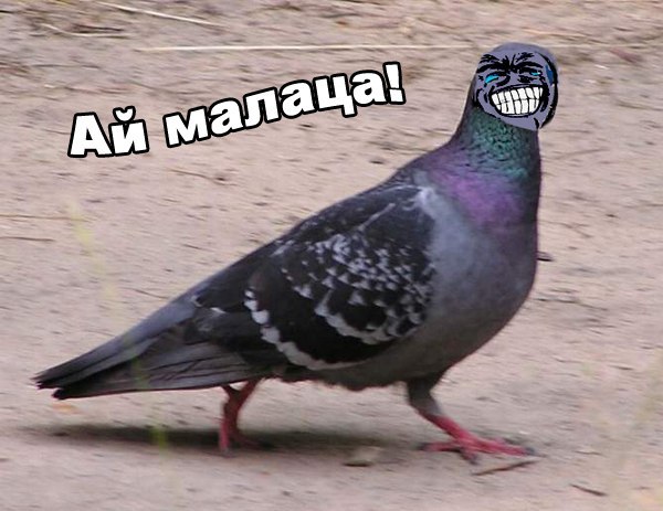 Анастасия Шаповал |