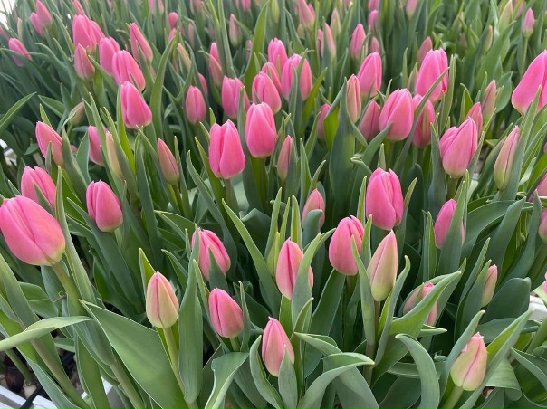 Принимаю заказы на тюльпаны к 8 марта ,50 руб за шт,упаковка бесплатная ,тел 89010421099