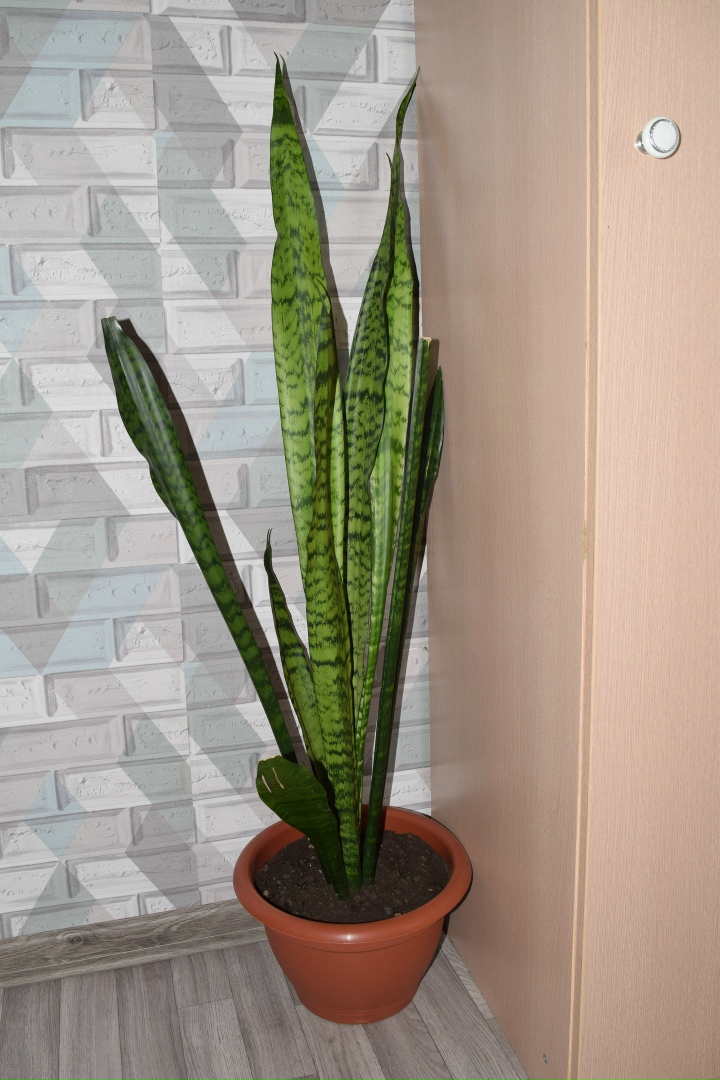 Ирина Владимировна | Воронеж