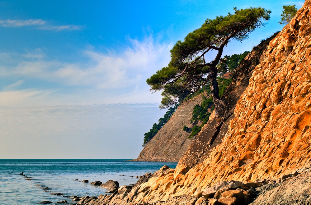 Сосновый черное море Сосновый черное море