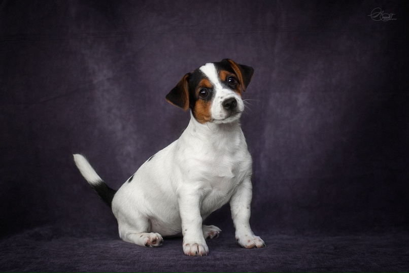 Диана Агафонова | Владимир