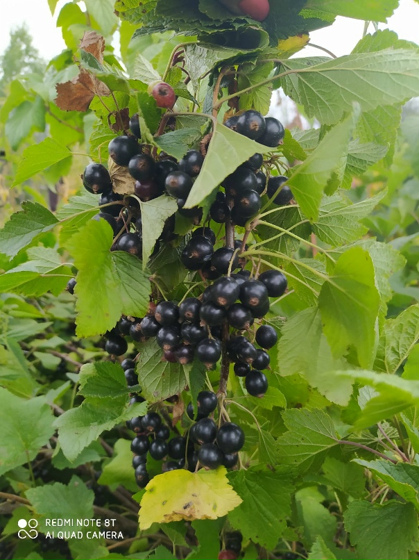 Ольга Литвинова | Осинники