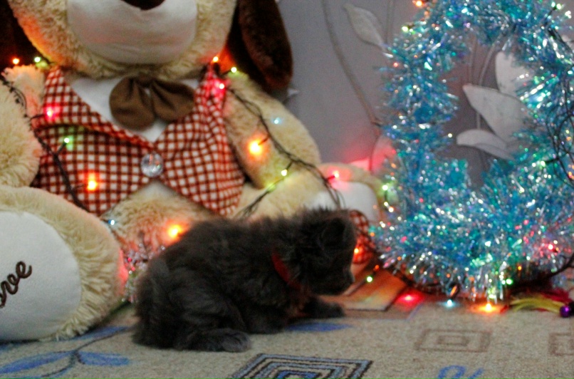 Анастасия Гусарова | Верхнеднепровский