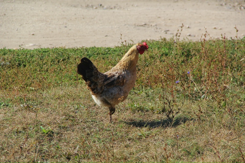 Дарья Горина | Сасово