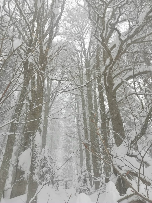 Ольга Лисовская |