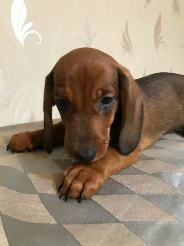 Елена Тюленева | Великий Новгород