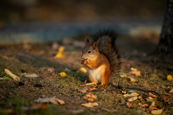 Осенние белочки из Раменского парка ... 🐿