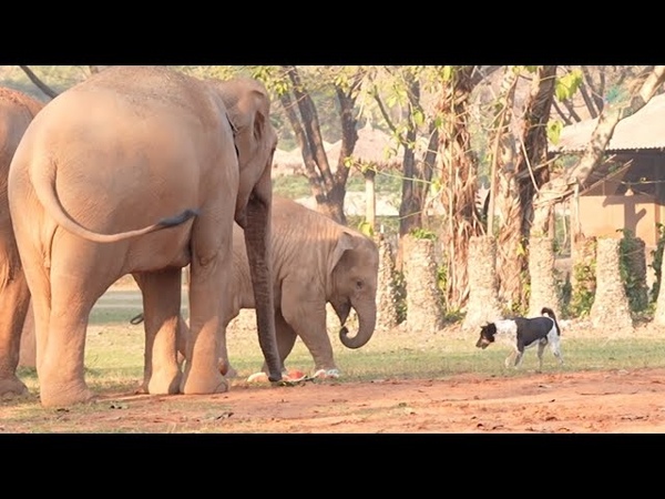 Dog Trying To Be Involved With The Baby Elephant To Get Special Food Elephant