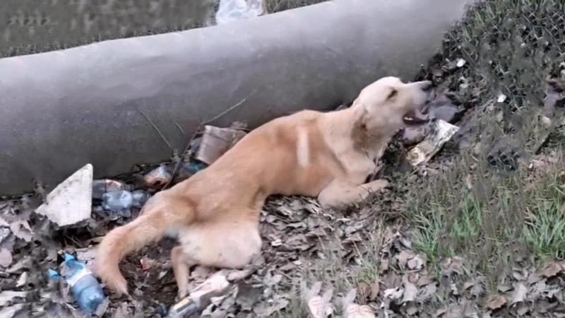 He Cried So Hard On The Side Of The Highway But No One Heard Him Until My Girl