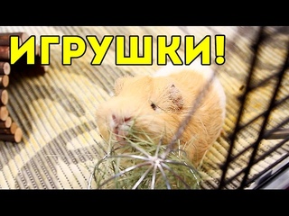 Игрушки Для Морских Свинок / SvinkiShow