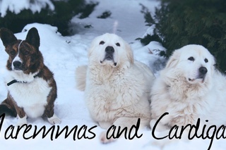 Maremmas and cardigans