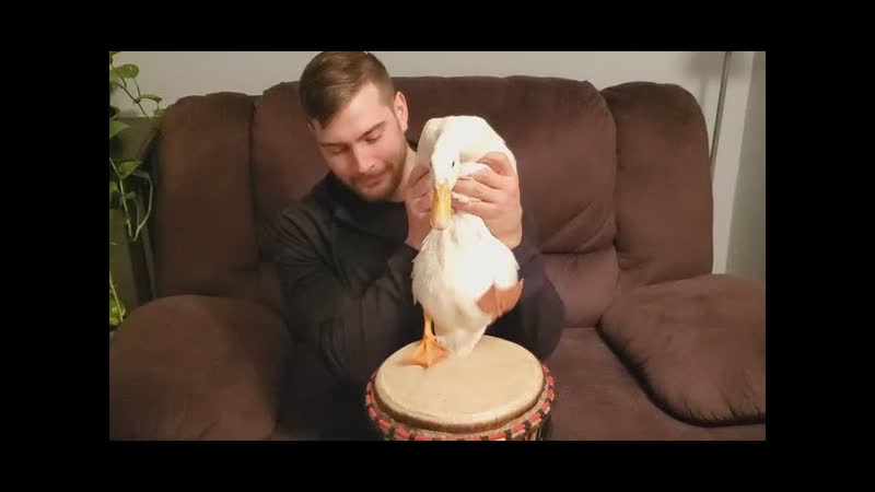 Duck That Can Play The