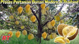 Proses Pertanian modern Buah Durian Sekala besar di Thailand