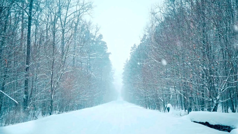 Windy winter storm in forest, Howling Blizzard Atmosphere Blizzard White Noise, 1