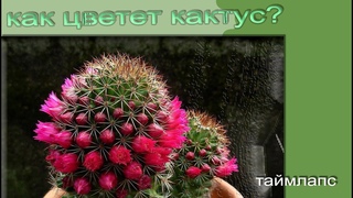 Кактус цветет (ускоренный процесс)