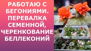 Бегония из семян, перевалка. Беллеконии, черенкование.