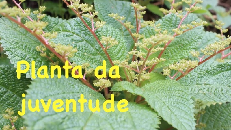A planta da juventude, cura, regenera e nutre seu corpo dos pés á