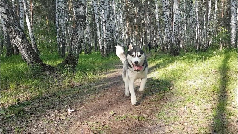 Сюрприз для Иджина Surprise for Ijin, a walk in the
