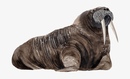 Schleich фигурка "морж". морж без фона. Collecta фигурка морской лев. фигурка papo морж 56030. атлантический морж.