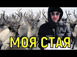 Перепуганный Шепелев самоизолировался на краю света