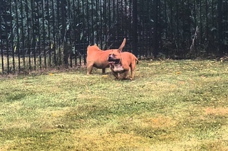 Magoo & Casa with their sons Mr Bean & Nico