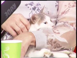 Фунтик ищет семью!!!!!  Волонтёр - Оксана Милованова