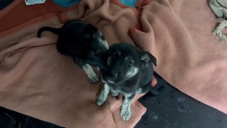 You chose their names to be Jack and Jill ❤️ they are super happy and super cute 😍🐶- Takis Shelter