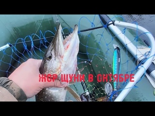ВОТ ЭТО ЖОР!!! Рыбалка в октябре на спиннинг на озере! TsuYoki diplomat ловит)))daiwa spincast reel