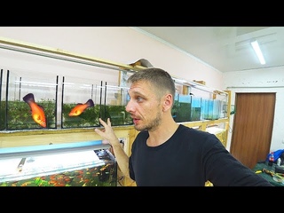 Запустил живородку в нерестовик