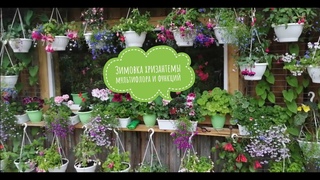 #фуксия #пеларгония #черенкование  Результат зимовки хризантем мультифлора, фуксий, гвоздика.