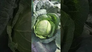 Капуста ранняя сорт Июньская