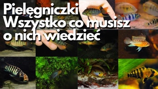 Pielgniczki - wszystko co musisz o nich wiedzie ! #akwarium  #pielgniczki #akwarium #ryby