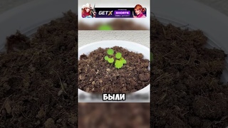 Никогда не оставляй клубнику в земле