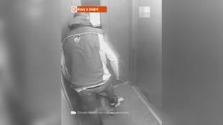 Избил собаку в лифте - попал на видео