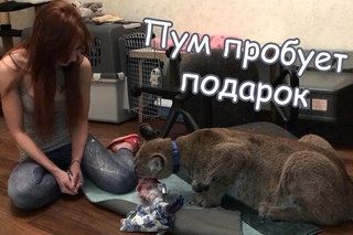 Реакция пумы на кролика