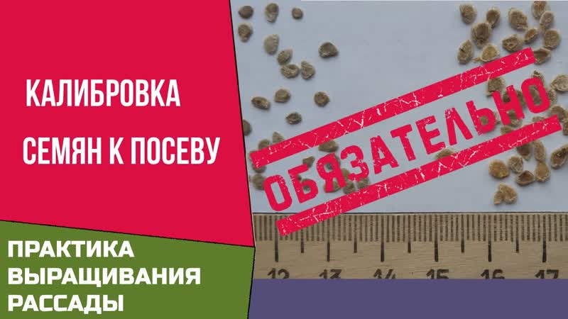 Рассада. Калибровка обязательна при подготовке семян к