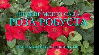 Розы. Шедевр моего сада - роза Робуста. Посмотрите как она хороша. Описание этого сорта.