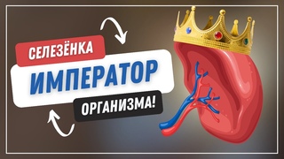 Как помочь своеи селезенке | Роман Полежаев