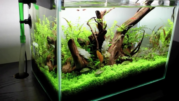 Nano Nature