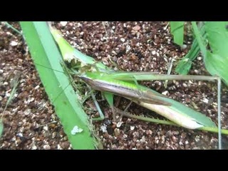 Pop BGM Катидиды поедают трупы саранчи (Conocephalus maculatus)