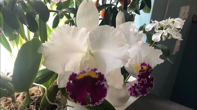Цветение гибридной каттлеи cattleya Taida Swan, цикл