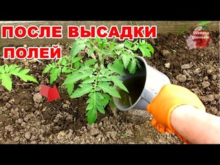 ПОЛЕЙТЕ ЭТИМ ТОМАТЫ ПОСЛЕ ВЫСАДКИ, ЕСЛИ ХОТИТЕ ОГРОМНЫЙ УРОЖАЙ МЯСИСТЫХ И СЛАДКИХ ПОМИДОР.