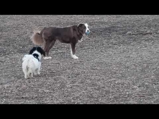 Hurrah! What it is ? Rark Paradise for dogs like me in Fort Collins Colorado second day June 22, 22