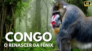 Congo, O Renascer da Fnix! #wildlife #animaisselvagem #documentario