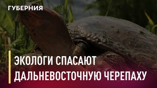 Экологи борются за спасение дальневосточной черепахи. Новости. 11/01/2020. GuberniaTV