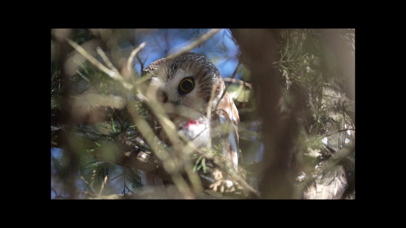 Североамериканский мохноногий сыч ест мышку, Northern Saw Whet Owl