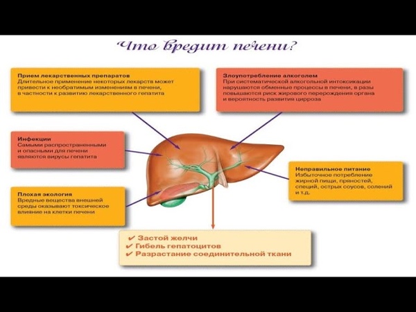 Печень под